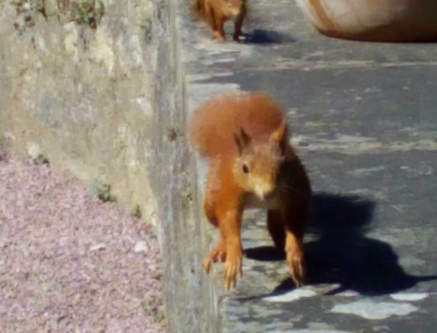 Facettenreiche Tierwelt im Weikersheimer Schlossgarten