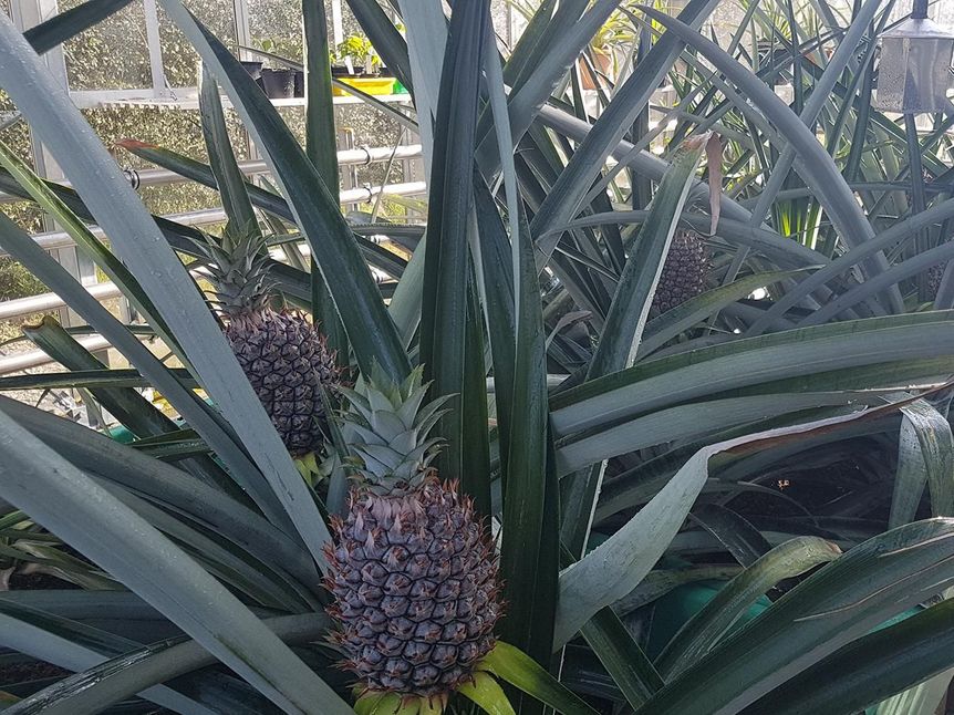 Schloss und Schlossgarten Weikersheim, Ananas in der Orangerie